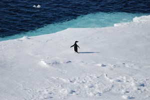 Em Coimbra, descobriram que os pinguins da Antártida têm microplásticos