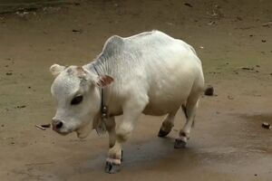 Vaca de 51 centímetros é atração no Bangladesh - sábado