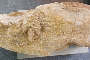 Fóssil de pegada de dinossauro com 154 milhões de anos descoberto na Figueira da Foz