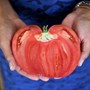 Фестиваль, посвященный томату «бычье сердце Дору», отмечает 10-летие