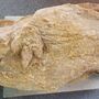 Fóssil de pegada de dinossauro com 154 milhões de anos descoberto na Figueira da Foz
