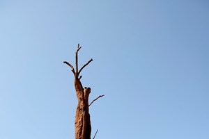 De raízes fez Ai Weiwei a nova exposição