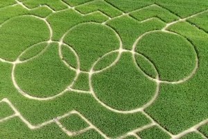 Família transforma campo de milho no símbolo dos Jogos Olímpicos