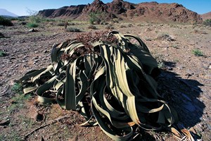 As ondas de calor vieram para ficar. E países mais pobres estão em maior risco