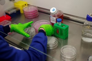 Sistemas nervoso e imunitário trabalham juntos para reduzir risco de cancro