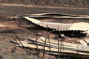 Incêndios: Veterinários insistem em levantamento nacional de abrigos para evitar morte de animais