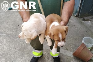 GNR resgata cinco cães abandonados há dez dias