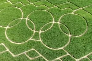 Família transforma campo de milho em labirinto com símbolo dos Jogos Olímpicos - sábado