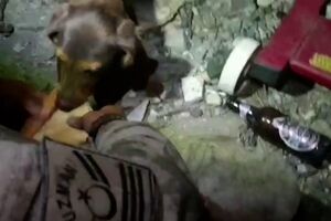 Cadela e filhotes resgatados por militares após ficarem presos devido aos incêndios na Turquia - sábado