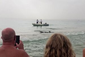 Tubarão-azul fica encalhado na praia em Espanha