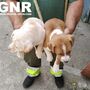 GNR resgata cinco cães abandonados há dez dias