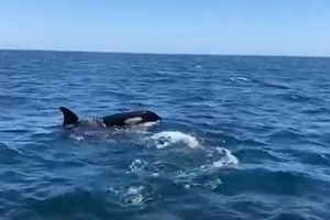 Ataque de orcas provocou danos em embarcação de pesca a sul de Troia