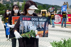 Coreia do Sul admite fim do consumo de carne de cão