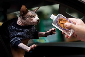 Filipinos fazem fila para que animais sejam benzidos