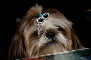 Aprovadas iniciativas de PS e PAN para melhorar acesso dos animais aos transportes