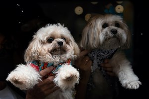 Associações de defesa dos animais contra nomeação de Provedor Municipal de Lisboa