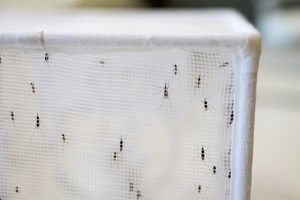 OMS aprova vacina contra a malária que salva milhares de vidas