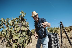 Fazer vinho cá com sotaque brasileiro
