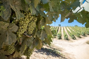 Poças: a brincar se fazem bons vinhos