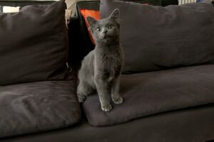 Este gato tornou-se viral por… ter quatro orelhas - sabado