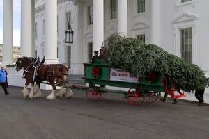 Árvore de Natal chega de carroça à Casa Branca - sabado