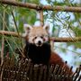 Cria dos pandas mais ameaçados no mundo nasce no Jardim Zoológico