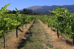 Vinhos: à descoberta da Região dos Vinhos Verdes
