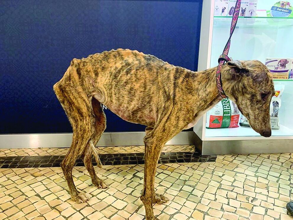 João Moura foi detido e ouvido em tribunal em fevereiro por alegados maus-tratos a animais, tendo-lhe sido apreendidos 18 cães da raça galgo-inglês. Na Quinta de Santo António ficaram ainda 23 cães.