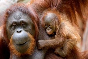 Orangotangos. 'Queres a banana? Vai tu apanhá-la'