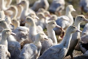 França testa vacinas contra gripe das aves e quer homologação pela União Europeia