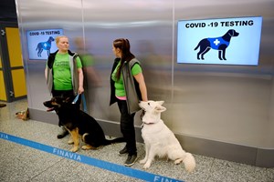 Cães com faro para a covid