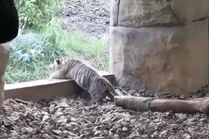 Os primeiros passos de um pequeno tigre de Sumatra