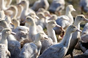Portugal regista novo caso de gripe das aves em Constância