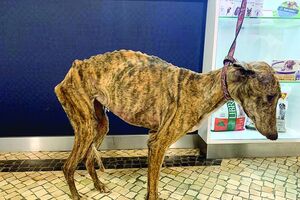 João Moura foi detido e ouvido em tribunal em fevereiro por alegados maus-tratos a animais, tendo-lhe sido apreendidos 18 cães da raça galgo-inglês. Na Quinta de Santo António ficaram ainda 23 cães.