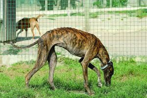 João Moura foi detido e ouvido em tribunal em fevereiro por alegados maus-tratos a animais, tendo-lhe sido apreendidos 18 cães da raça galgo-inglês. Na Quinta de Santo António ficaram ainda 23 cães.