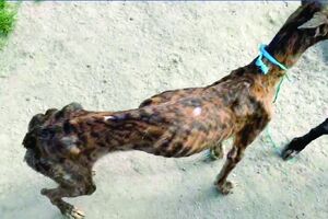 João Moura foi detido e ouvido em tribunal em fevereiro por alegados maus-tratos a animais, tendo-lhe sido apreendidos 18 cães da raça galgo-inglês. Na Quinta de Santo António ficaram ainda 23 cães.
