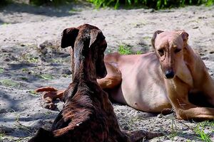 Cães apreendidos ao cavaleiros tauromáquico João Moura foram divididos por várias associações do País