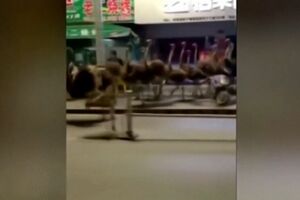 Avestruzes escapam de quinta e invadem ruas de cidade chinesa - sabado