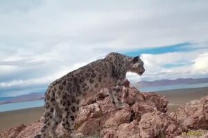 leopardos ‐ Feito com o Clipchamp.mp4