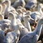 Gripe das aves detetada em amostra de leite pasteurizado nos EUA
