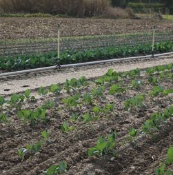 Bruxelas lança plataforma para cativar mais mulheres para a agricultura