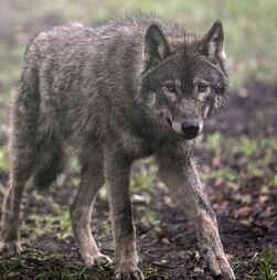 ICNF registou 22 ataques de lobos no Planalto Mirandês entre julho e outubro