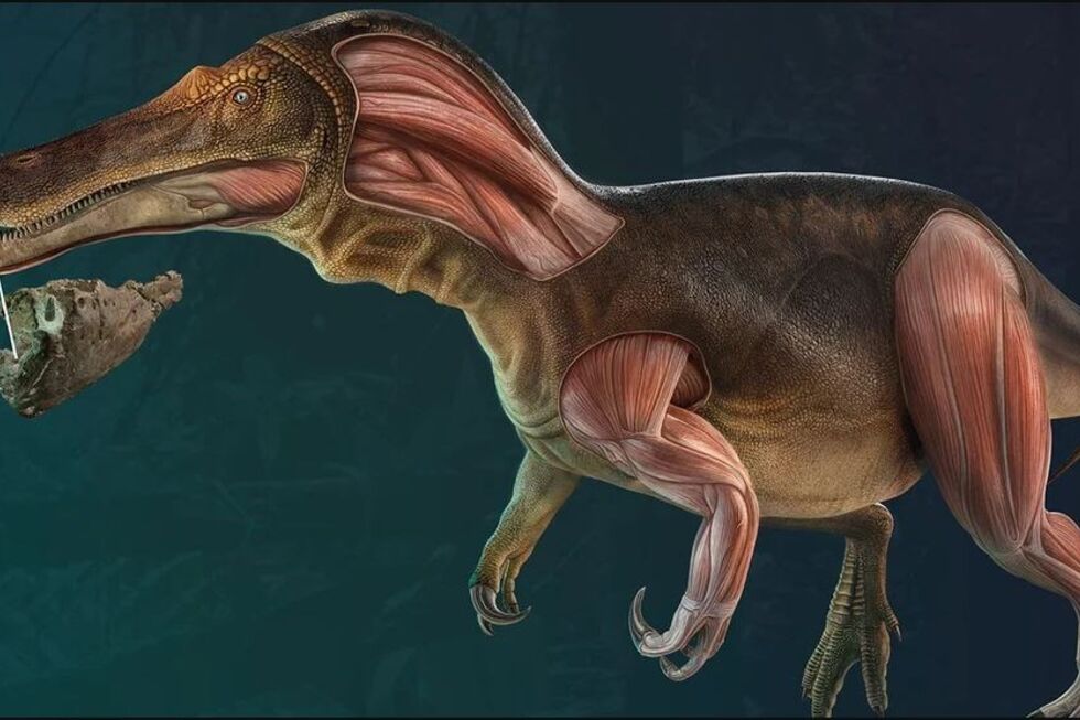 Iberospinus natarioi