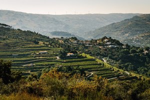 Entre o Douro e o Minho, encontrámos a Santa Teresa dos Vinhos Verdes