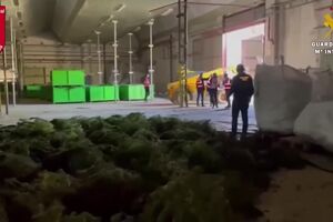 plantação de canabis espanha.mp4