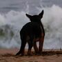 Haxixe em praias de Espanha intoxica cães 