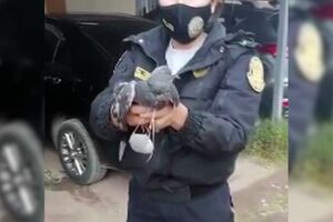 Pombo “traficante” apanhado quando ia entregar droga na prisão