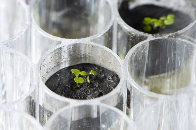 Pela primeira vez foram plantados agriões em terreno lunar
