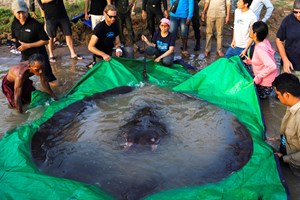 Maior peixe de água doce do mundo descoberto por habitantes do Camboja
