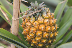 Ananás dos Açores é produto gourmet